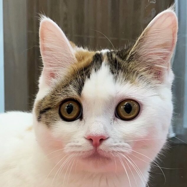 ※売約済み ブリティッシュショートヘアー
