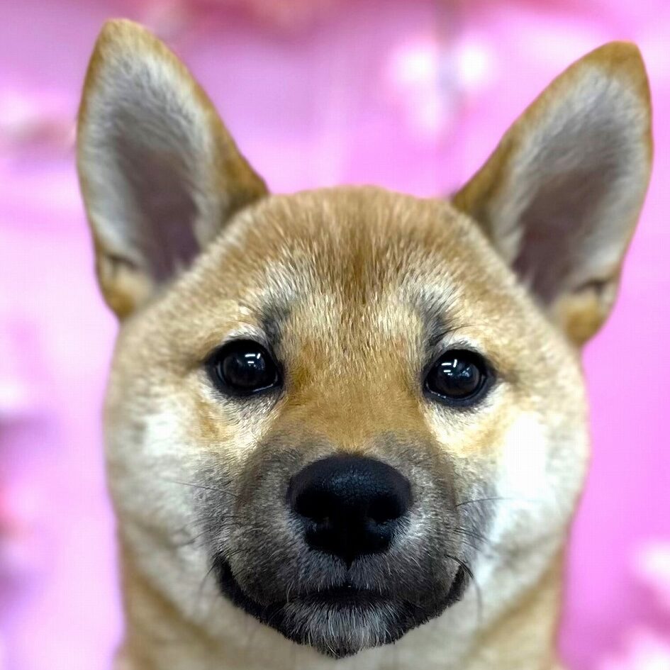 柴犬