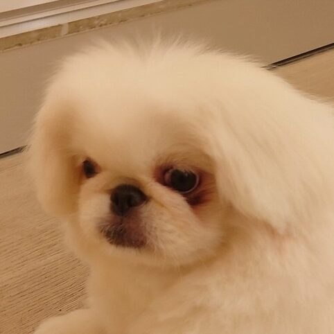 ペキニーズ