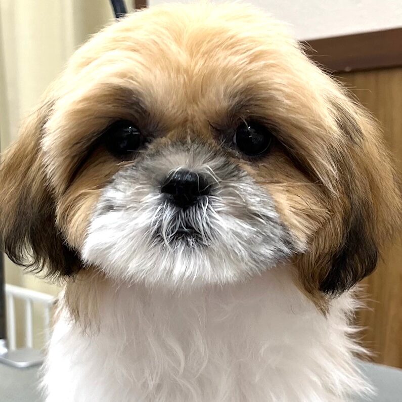 シーズー