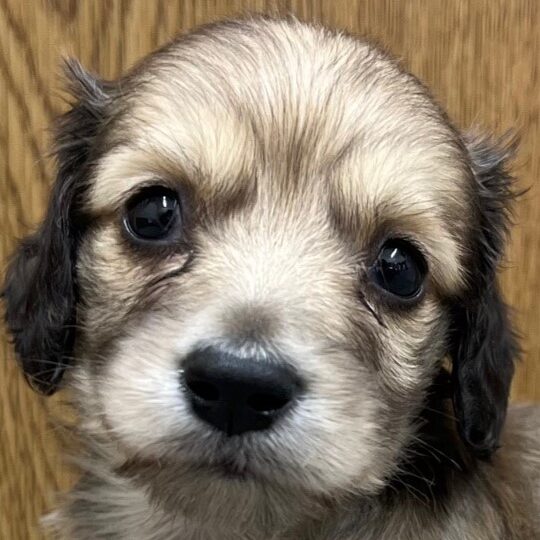 ミニチュアダックスフンド
