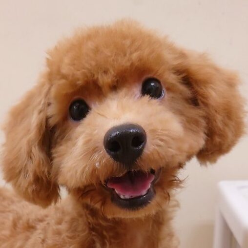 トイ・プードル