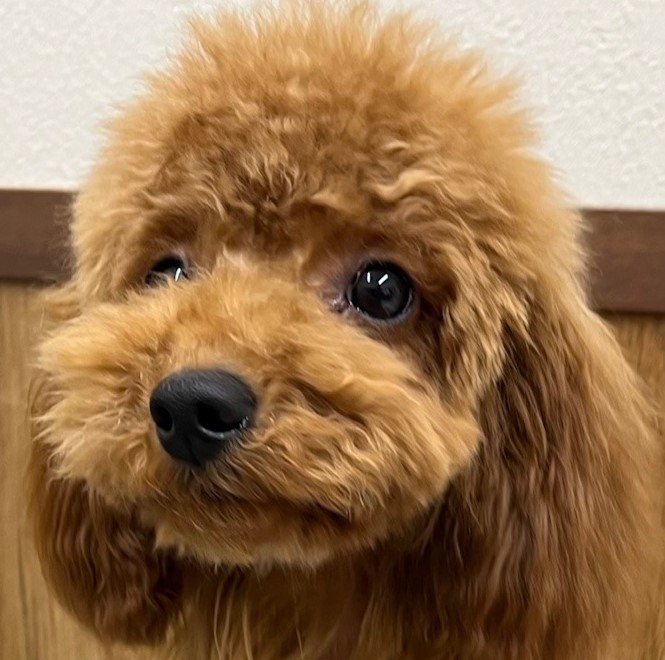 トイプードル
