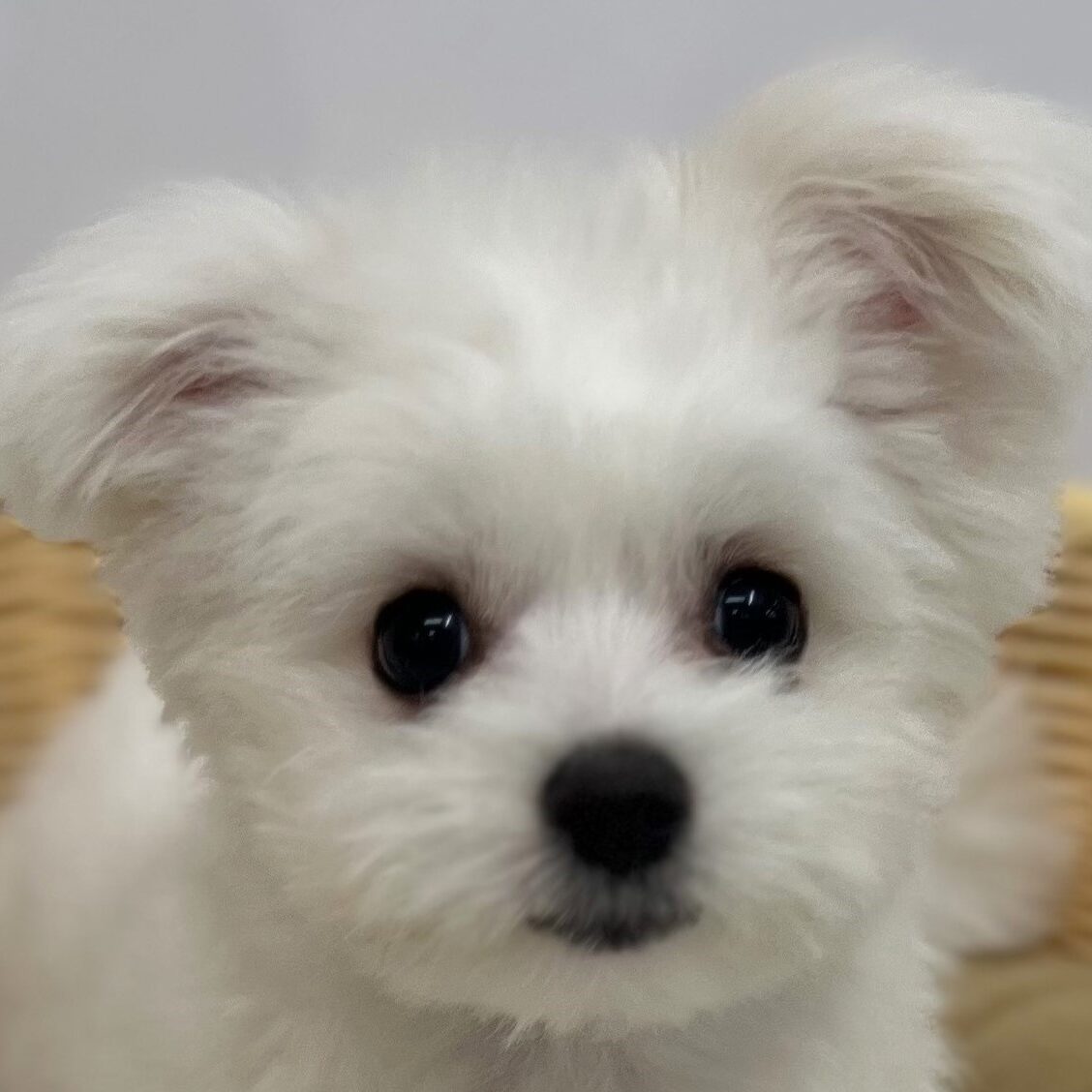 MIX犬（ポメラニアン×マルチーズ）※売約済み