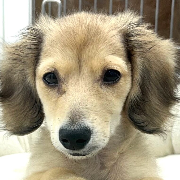 ミニチュアダックスフンド