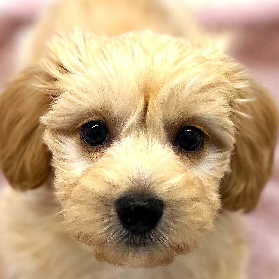 MIX犬（マルチーズ×ダックスフンド）