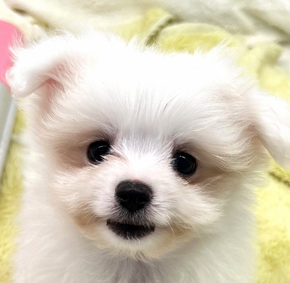 MIX犬（ポメラニアン×マルチーズ）
