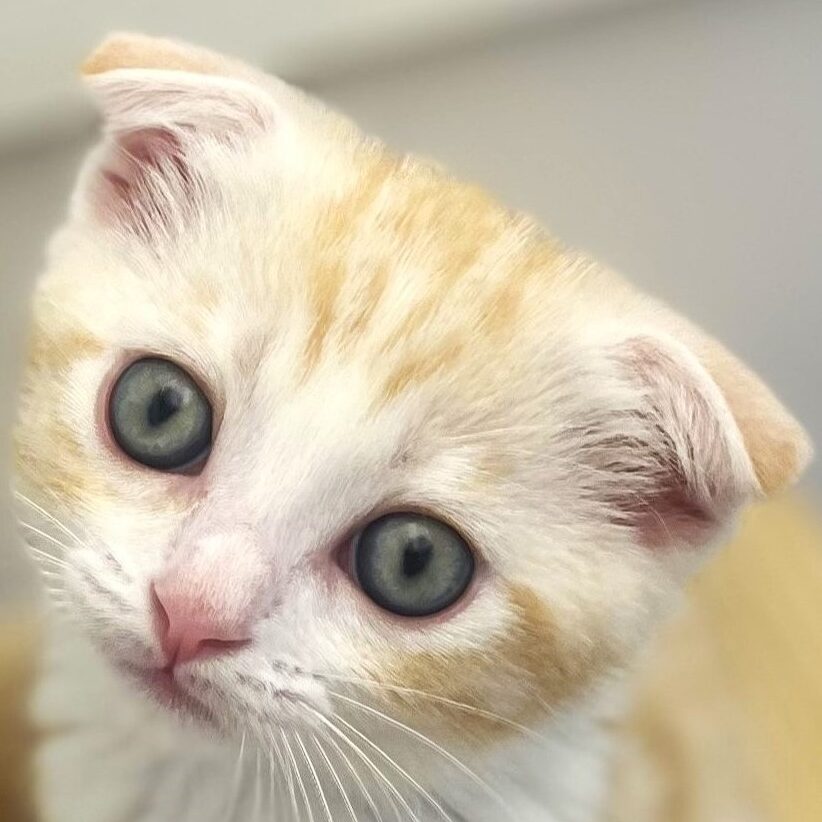 スコティッシュ・フォールド
