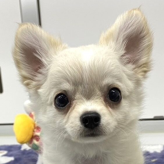 チワワ