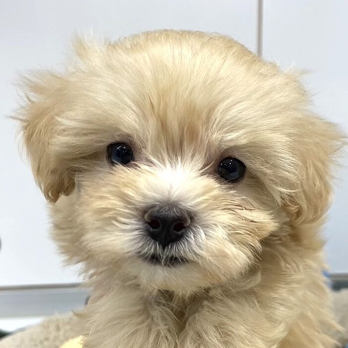 MIX犬（マルチーズ×トイ・プードル）