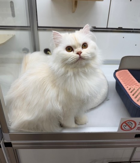 スコティッシュフォールド