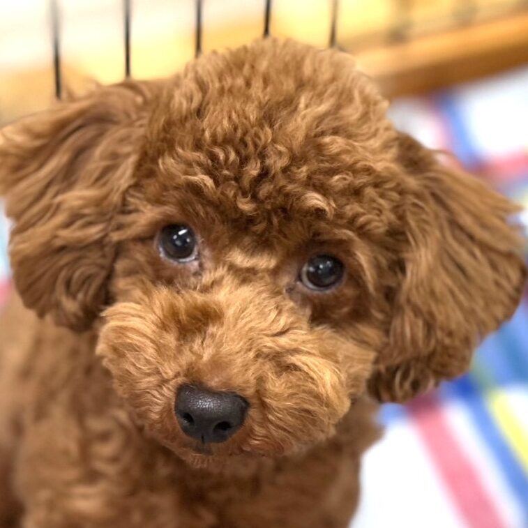 トイ・プードル
