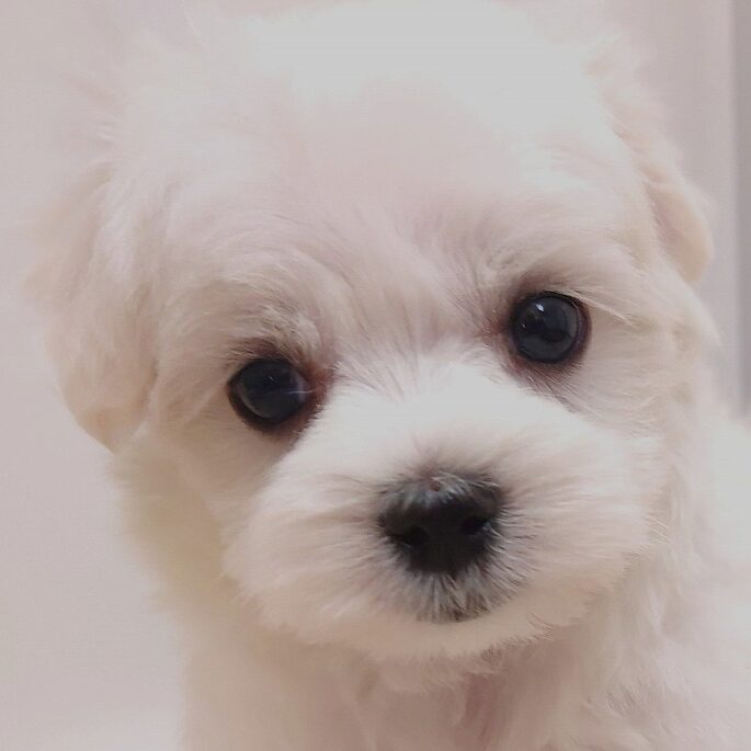マルチーズ