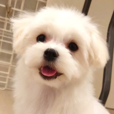 マルチーズ