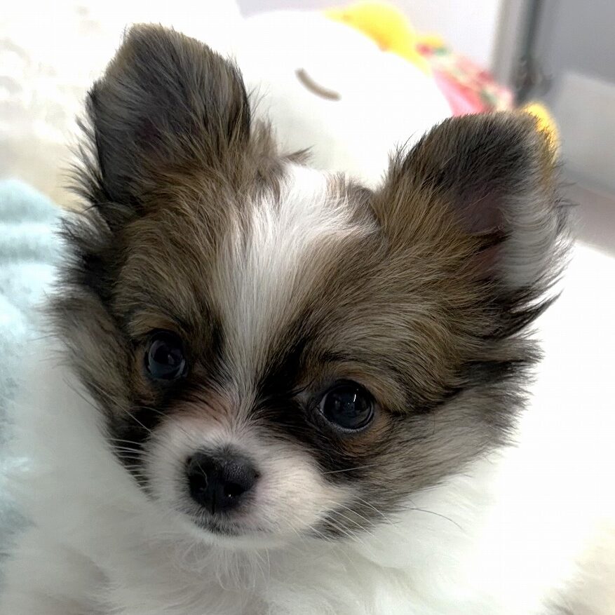 MIX犬（ポメ×チワワ）