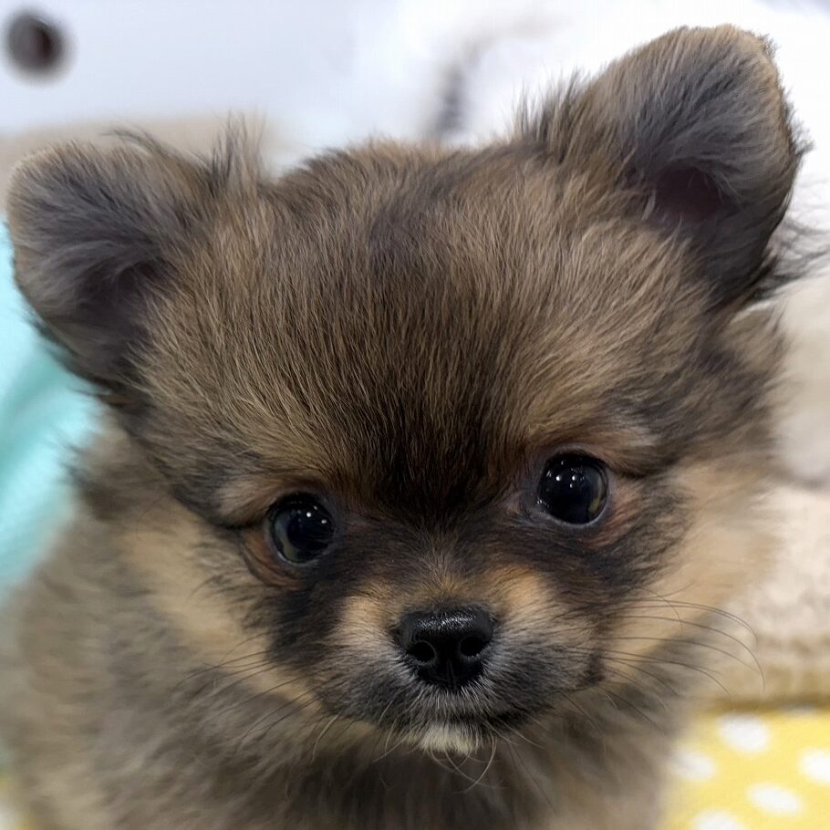 MIX犬（ポメ×チワワ）