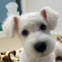 ミニチュア・シュナウザー