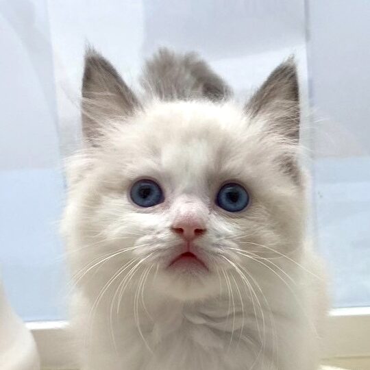 ※売約済み ラグドール