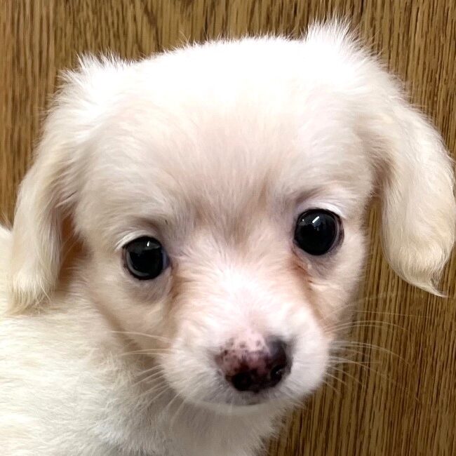MIX犬(チワックス）