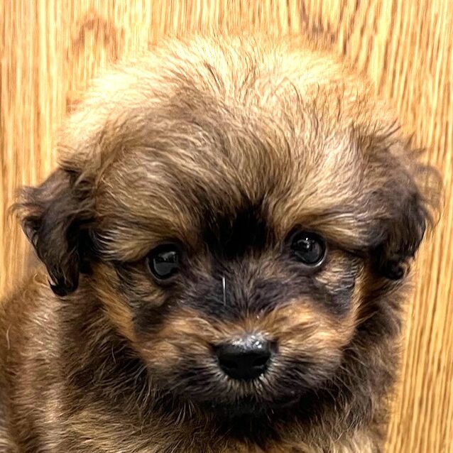 MIX犬(ポメプー)