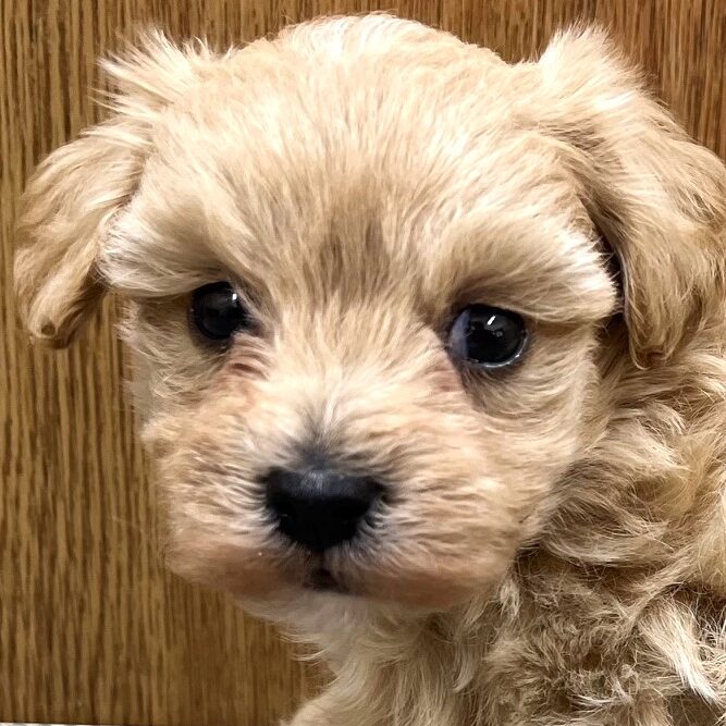 MIX犬(マルプー)