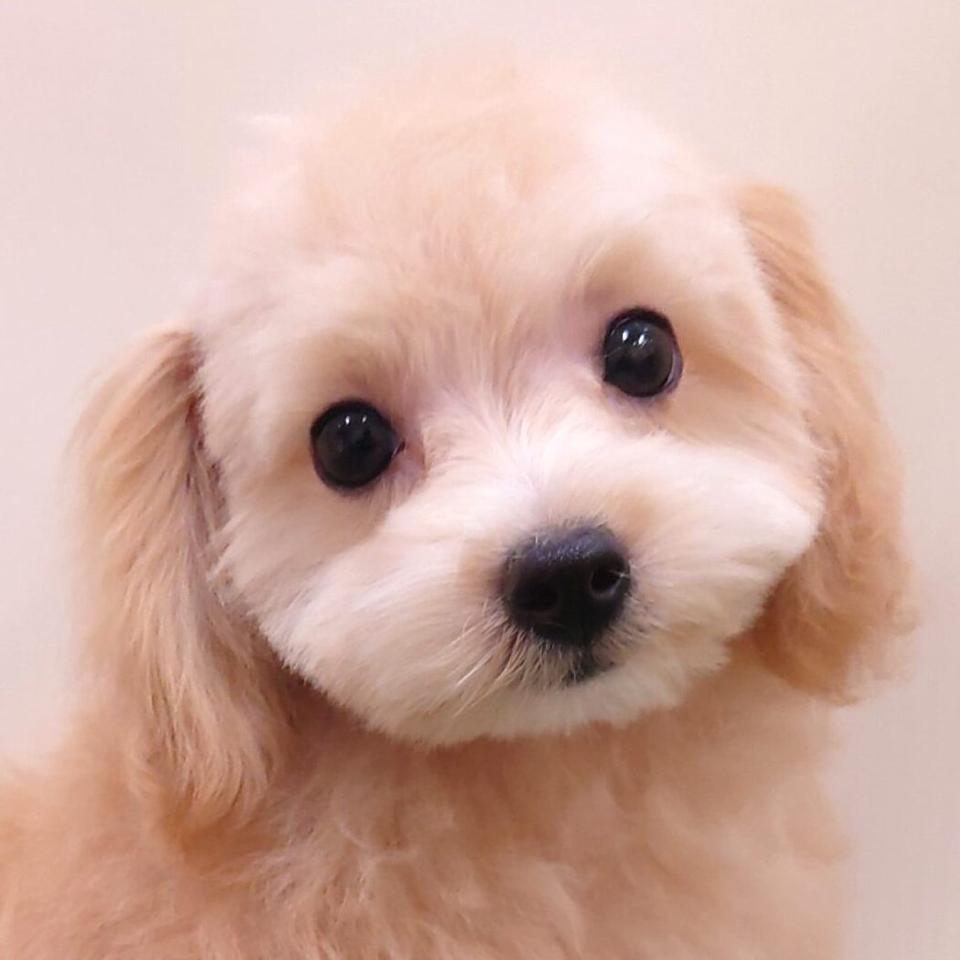 ミックス犬（マルチーズ×トイプードル）