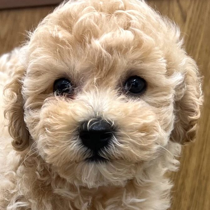 ＭＩＸ犬（ビションプー）