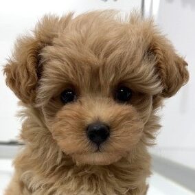 MIX犬(マルプー）