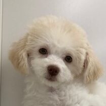 ミックス犬（チワワ×トイプードル）