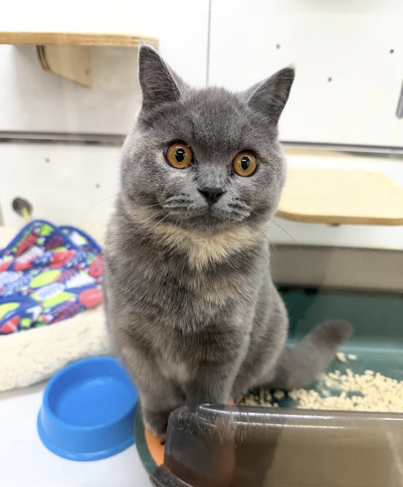 ブリティッシュSH