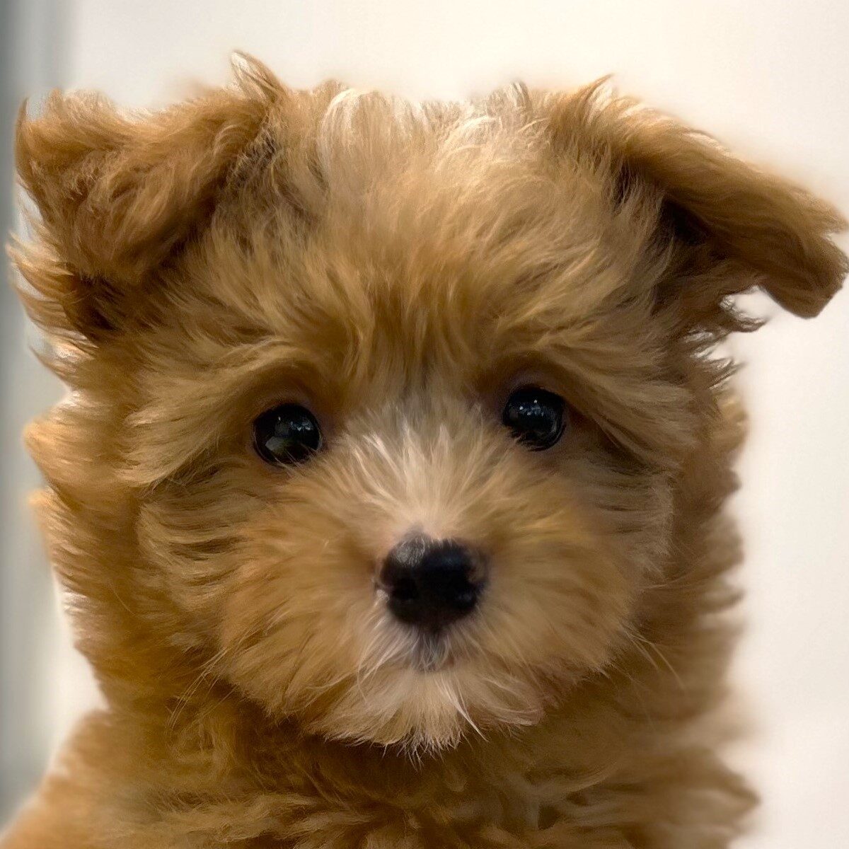 MIX犬(ポメラニアン×トイプードル)