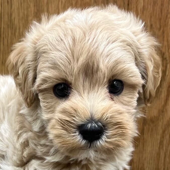 MIX犬(マルプー)