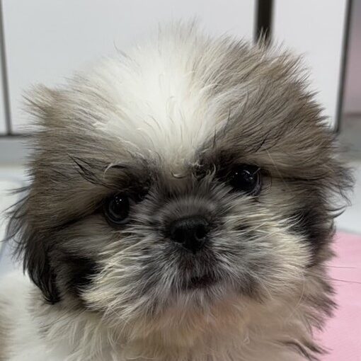 MIX 犬（ペキニーズ×シーズー）