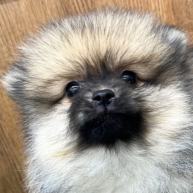 ポメラニアン