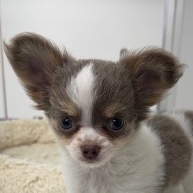 MIX犬(チワワ×パピヨン）