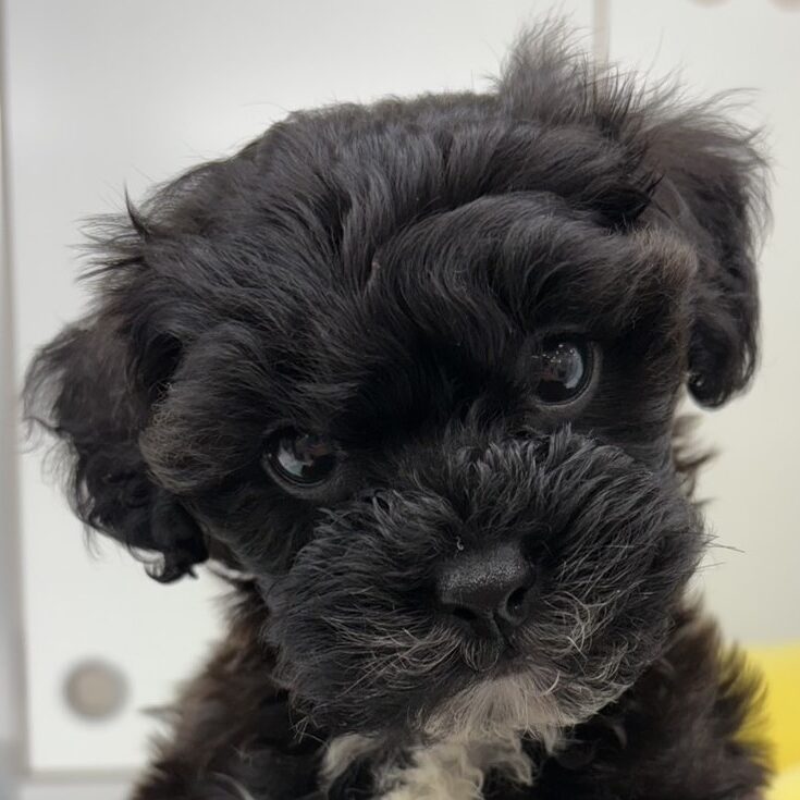 MIX犬（シーズー×プードル）