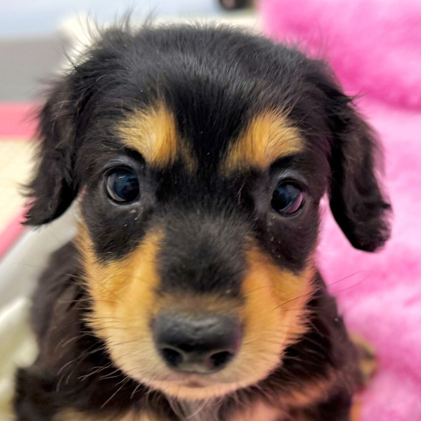 ミニチュアダックスフンド