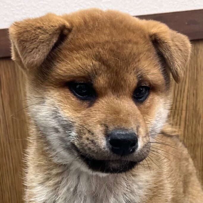 柴犬