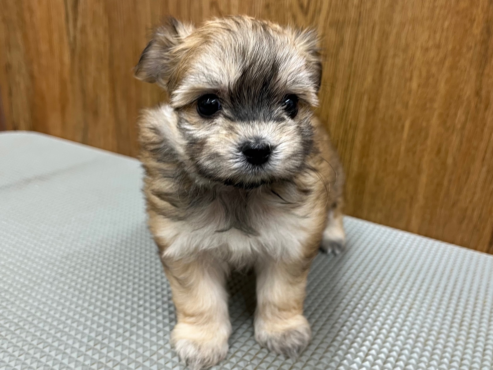 MIX(マルチーズ×ポメラニアン）