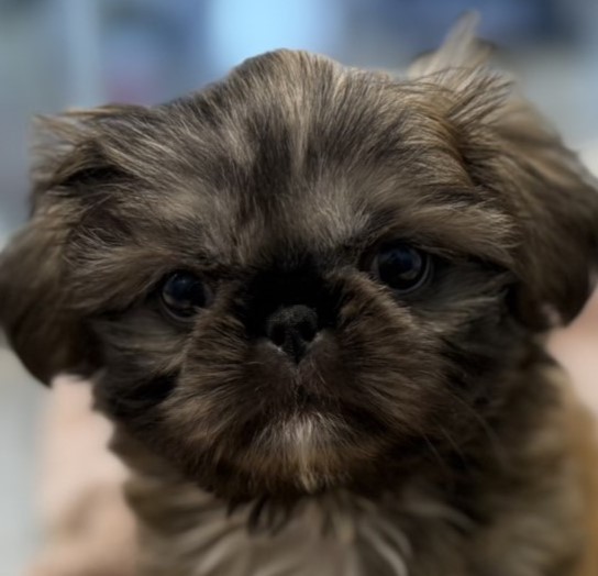 MIX（シーズー×ペキニーズ）