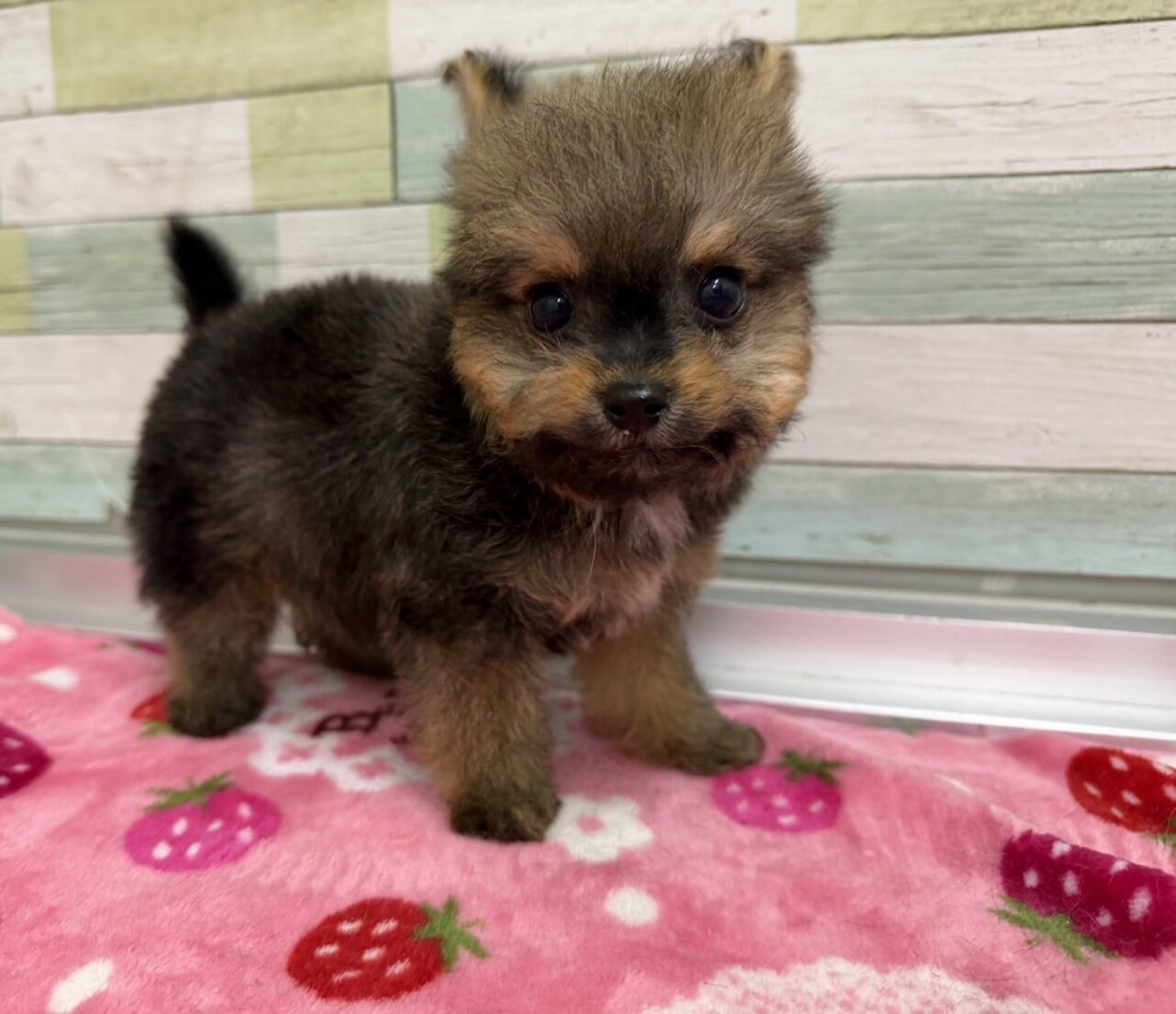 MIX（チワワ×プードル）