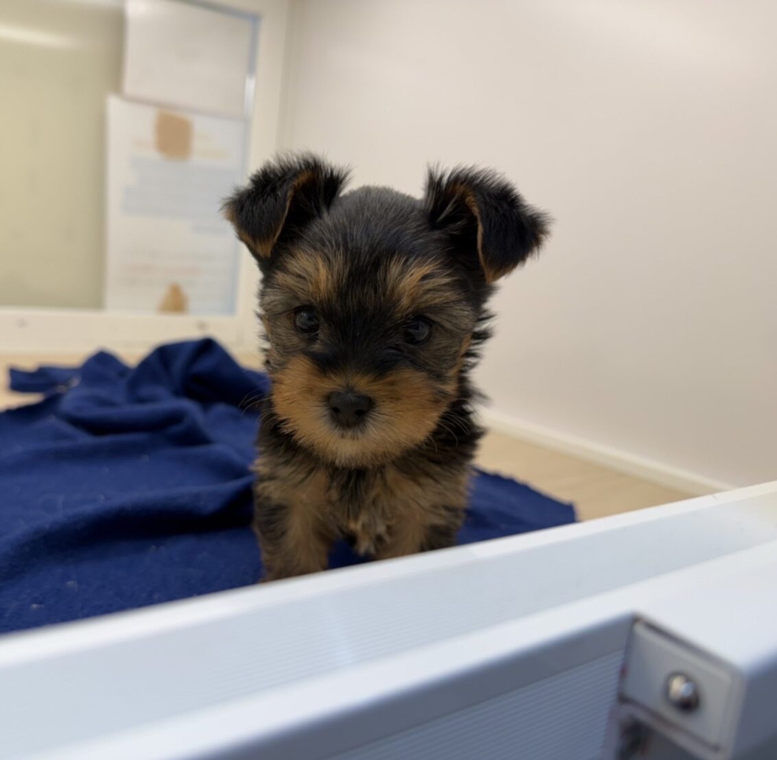 ヨークシャーテリア