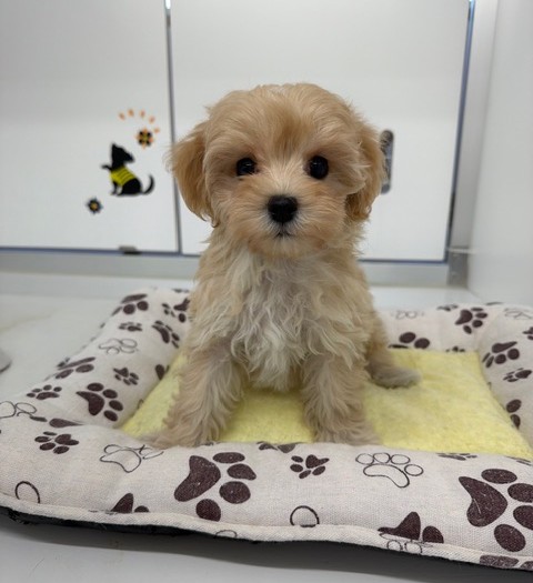 MIX(マルチーズ×トイプードル）