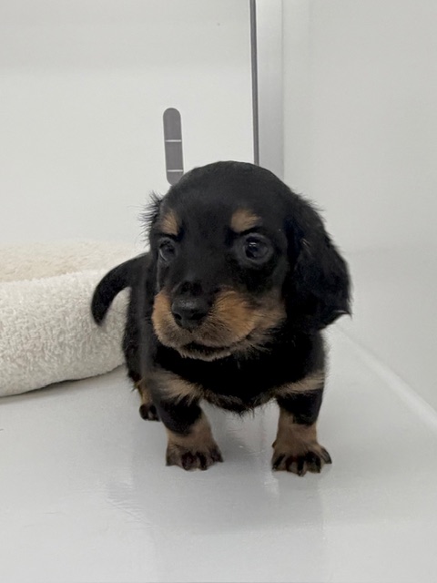 カニヘンダックス