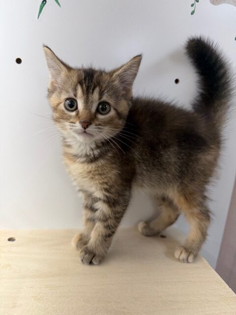 マンチカン（足長）