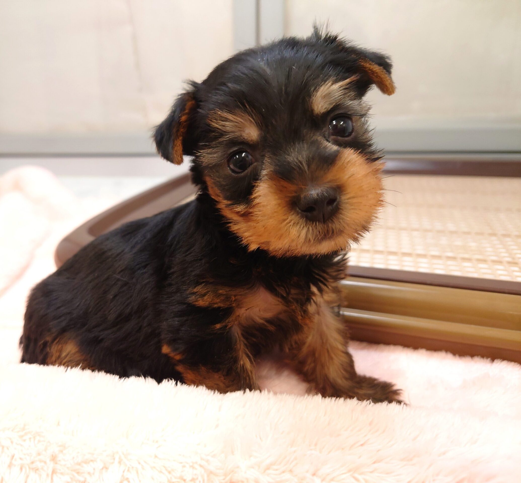 ヨークシャーテリア