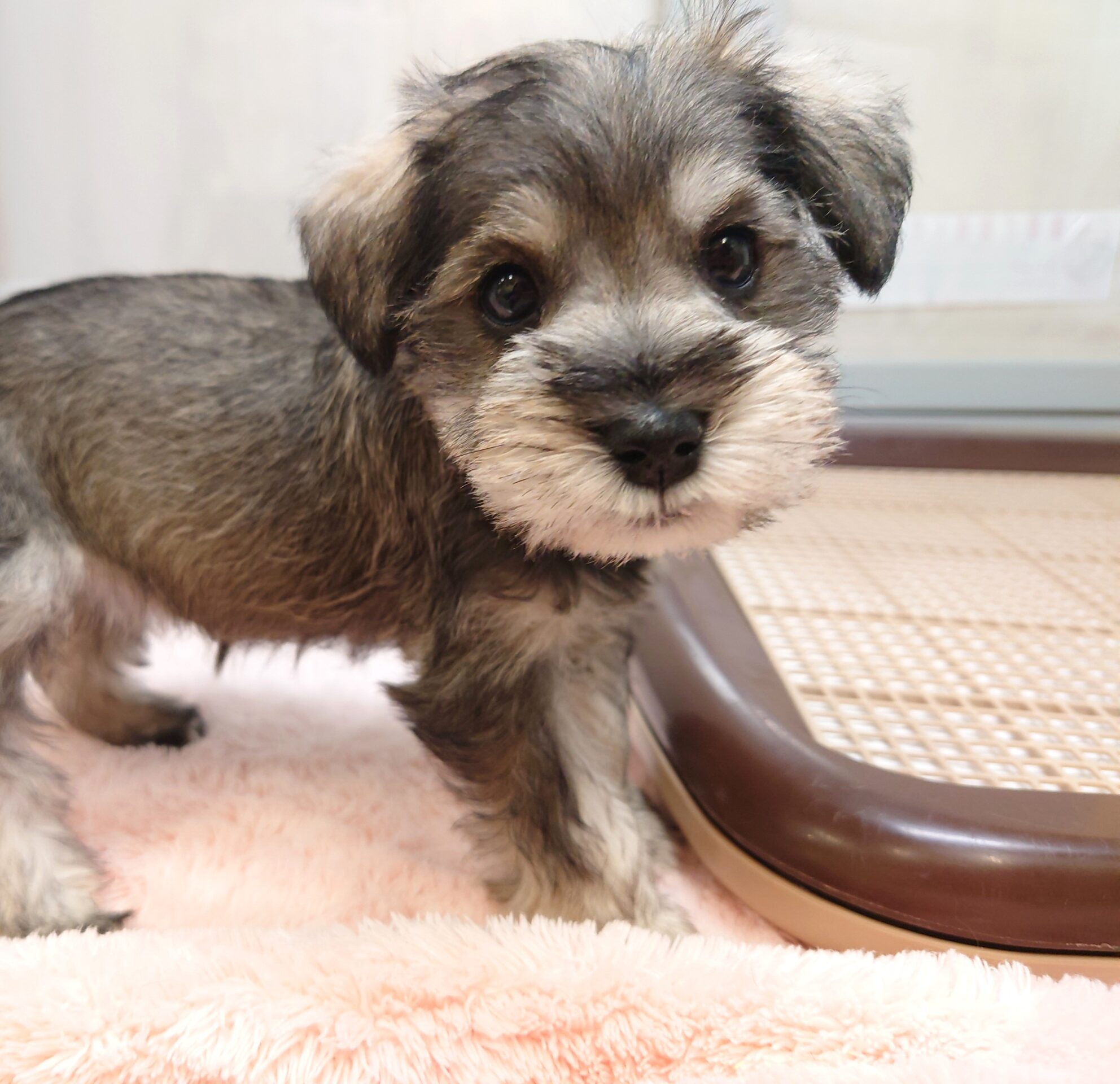 M.シュナウザー