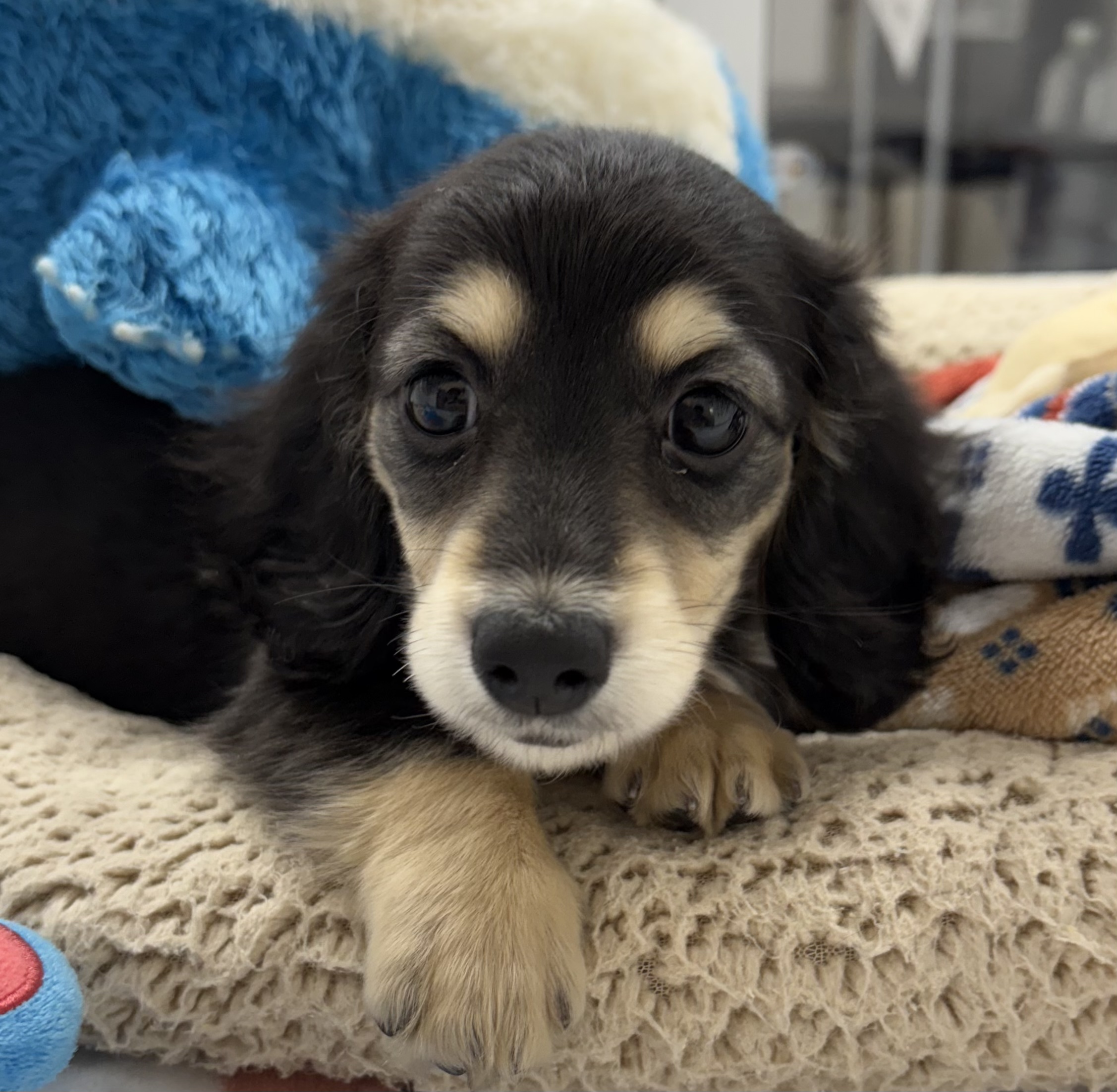 ミニチュアダックス