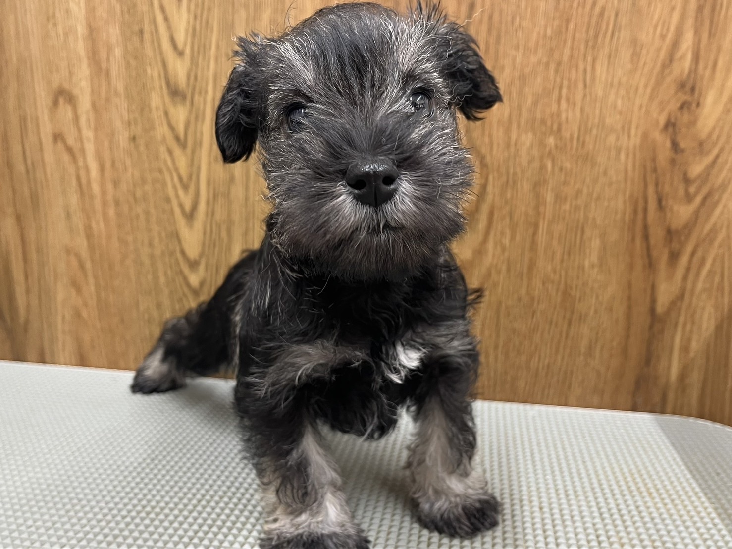 M.シュナウザー