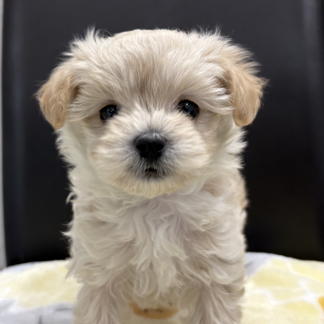 MIX（マルチーズ×プードル）